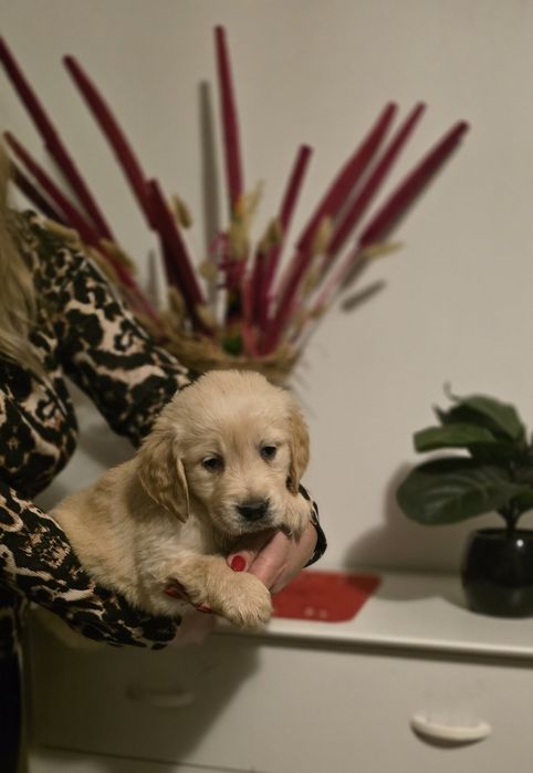 Golden Retriever szczeniak