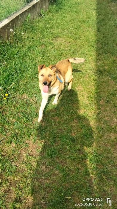 Młodziutka  Mała  Stella do adopcji