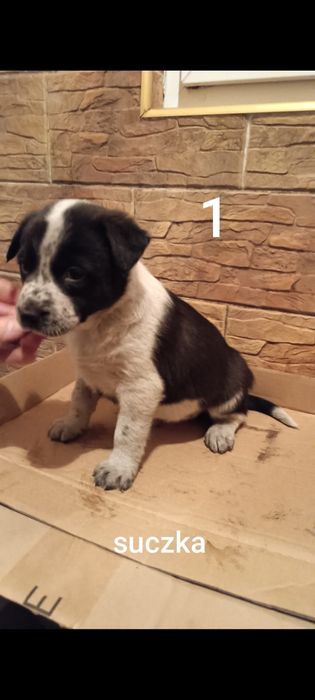 Bordery collie pieski