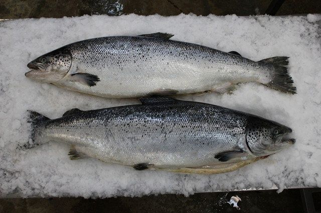 Сьомга тушка, св/морож 4-5-6кг.