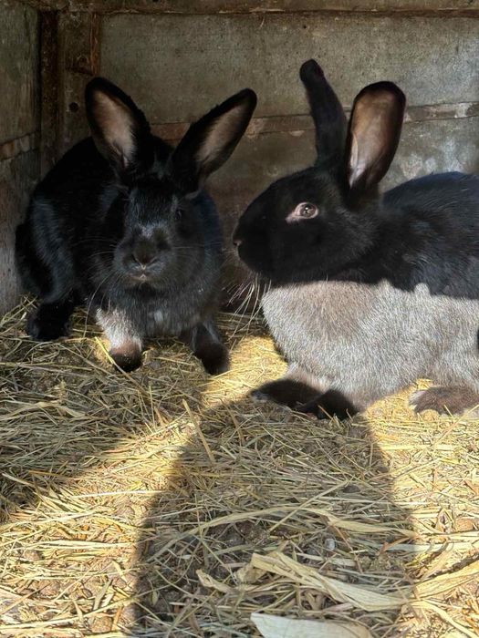 Кролі продаються, «Паннон»