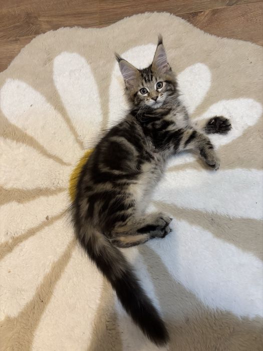 Kocurek  Maine Coon