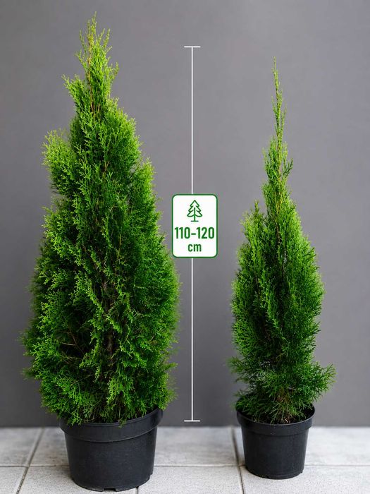 THUJA SZMARAGD 110-120 cm | Doniczka 10L | Producent