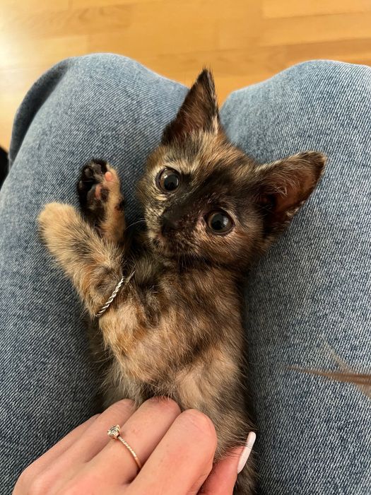 Маленька киця шукає дім