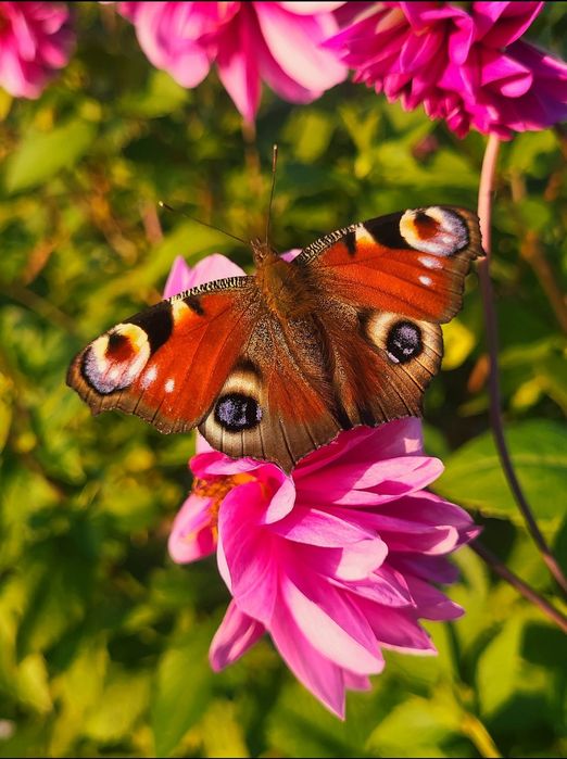 Dalie różowe duże karpy