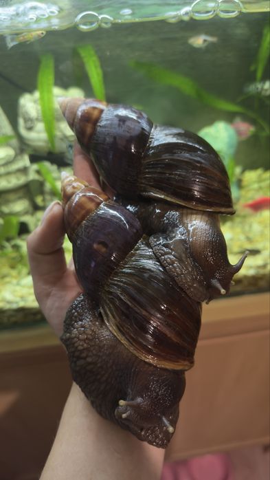 Ахатина Фуліка Стандарт равлики косметологія snail therapy collagen