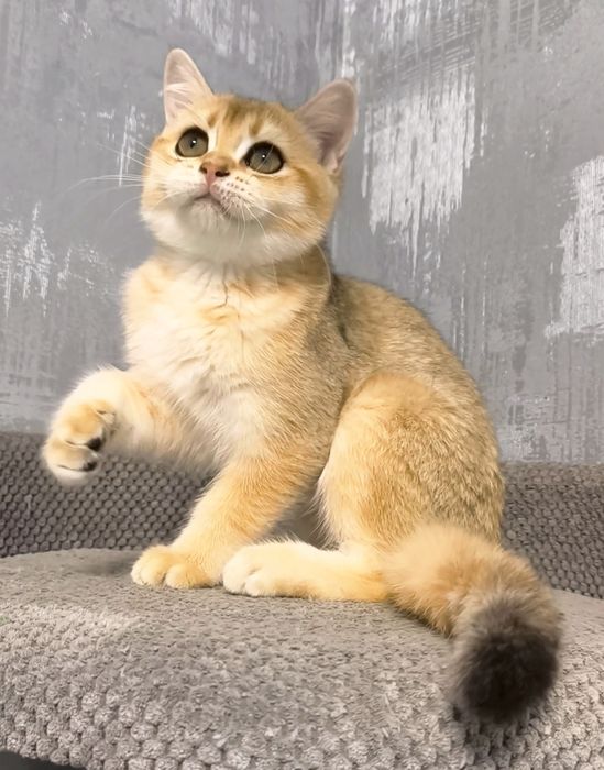 Золота шиншила кошенята котята котики котик