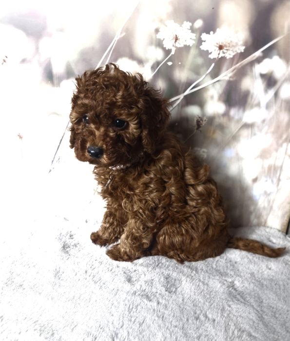 Rezerwacja Pudel Toy dziewczynka badania gen