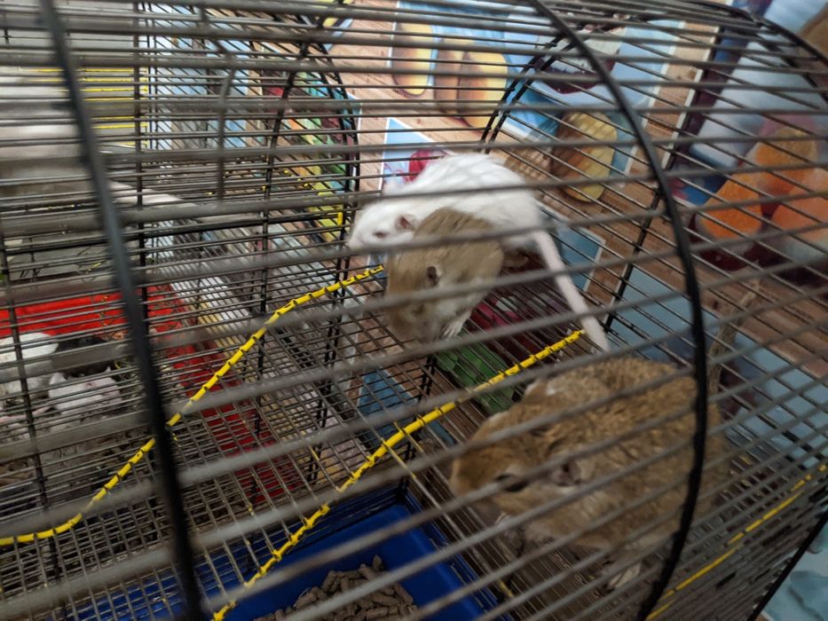 Монгольська піщанка