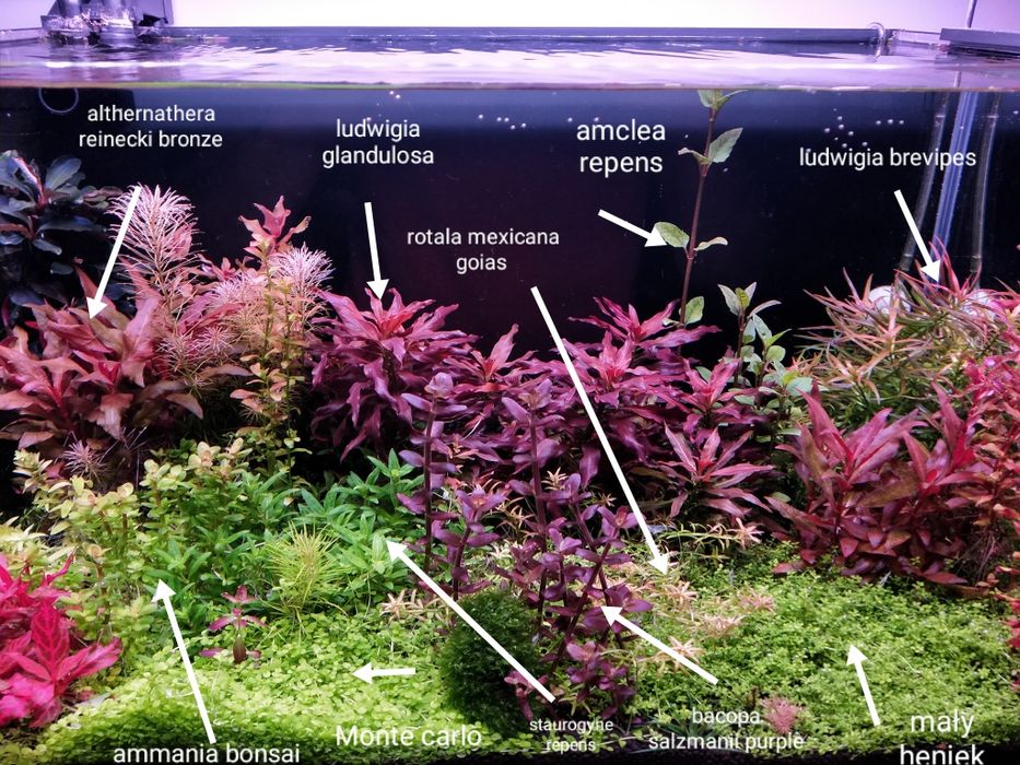 Rośliny akwariowe