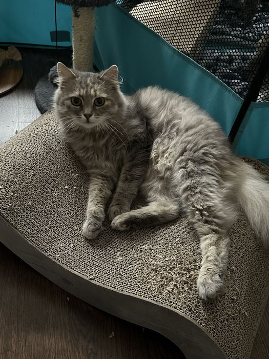 Кішка Фібі шукає новий дім