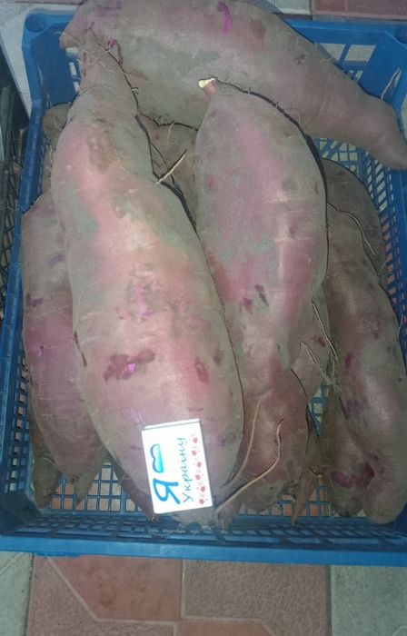 Батат для їжі і на посадку