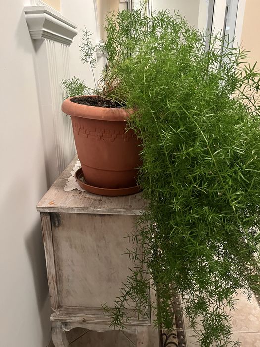 Asparagus duży okaz