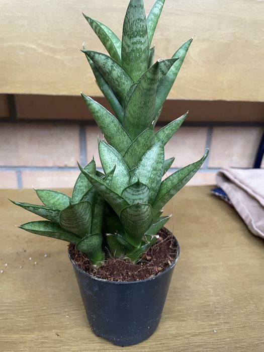 Сансівʼєрія квітка дітки