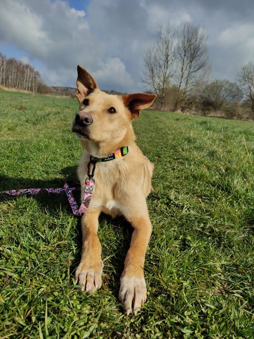 Słodka Lilo od roku czeka na dom