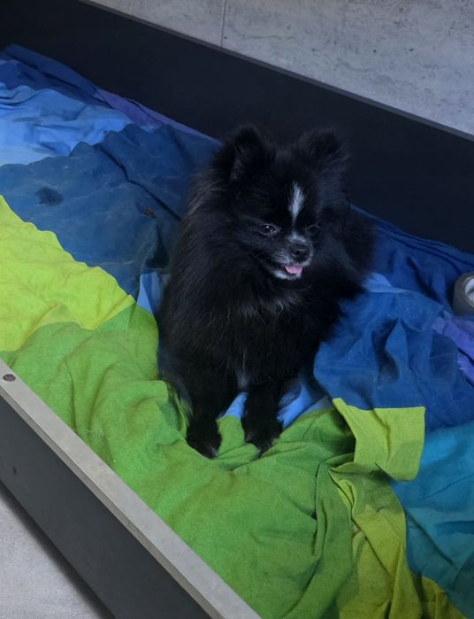 Szpic miniaturowy pomeranian  sunia