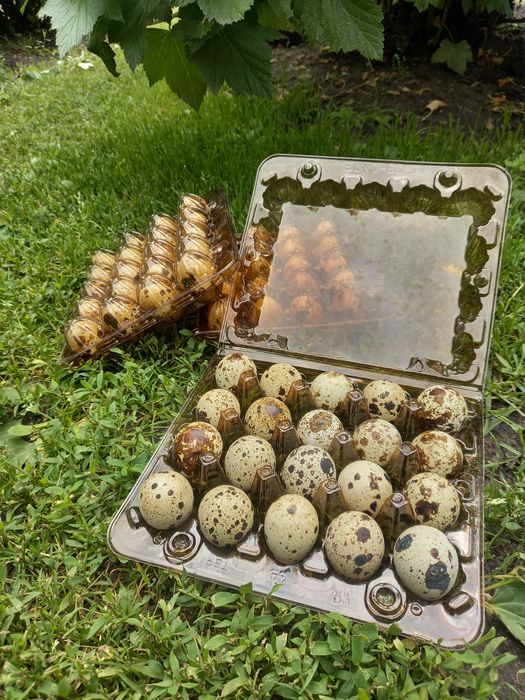 Столові та інкубаційні яйця перепілок