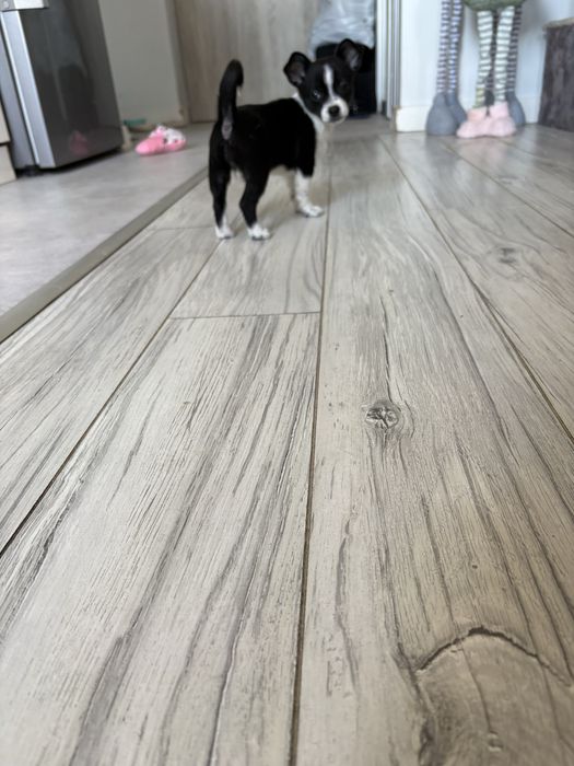 Śliczna dziewczynka Chihuahua