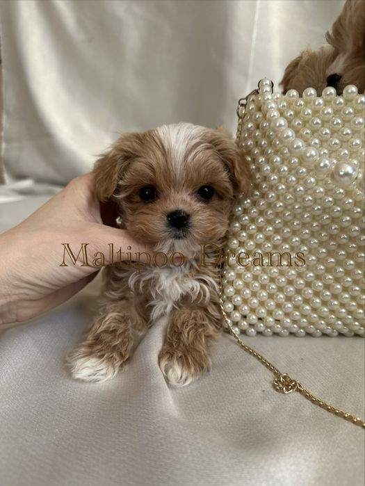 Девочка мальтипу ф1 супер мини беби фейс