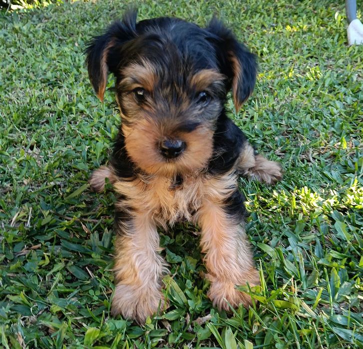 Yorkshire Terrier macho