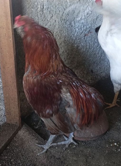 Vendo galo Araucana