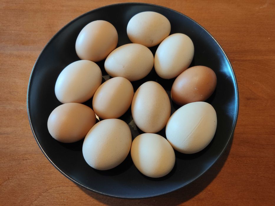 Jajka wiejskie, od kur z wolnego wybiegu