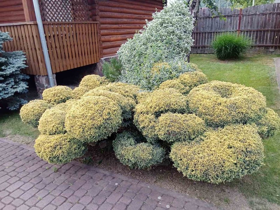 Садівник. Озеленення та ландшафтний дизайн.