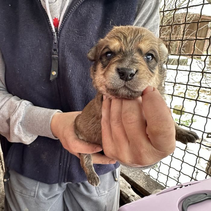 Цуценя шукає дім