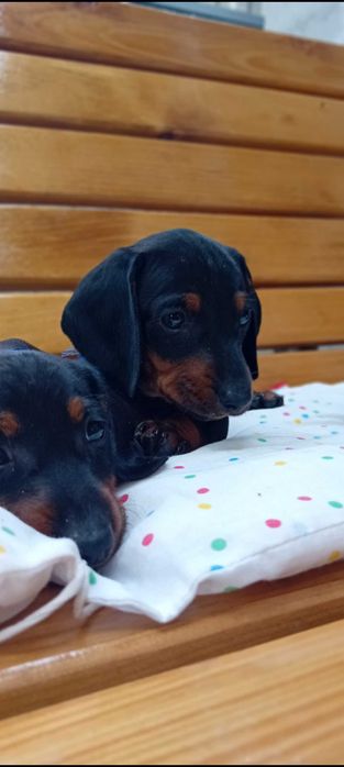 Такса короткошерстна