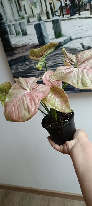 Syngonium Pink Aura Variagata