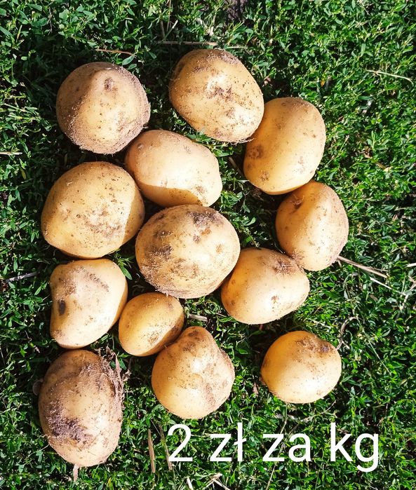 Sprzedam gruszki (oraz ziemniaki,ogórki,chrzan, śliwki,jabłka)