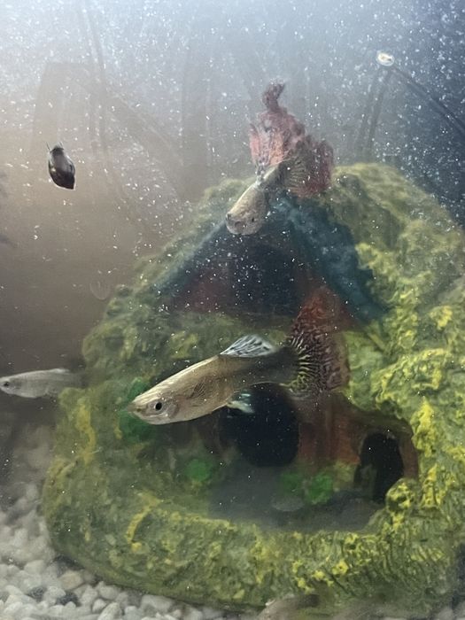 Casal Guppies Red Dragon Halfmoon: Linha Pura, Famalicão