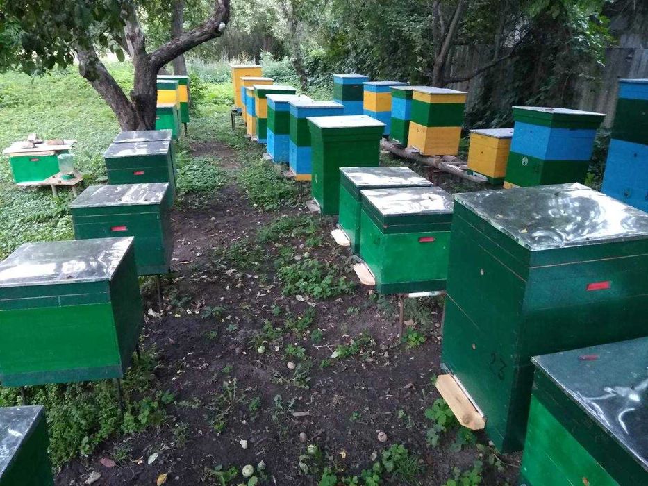 Укомплектовані вулики