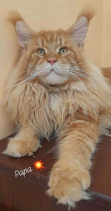 Hodowlana kotka  Maine Coon z rodowodem