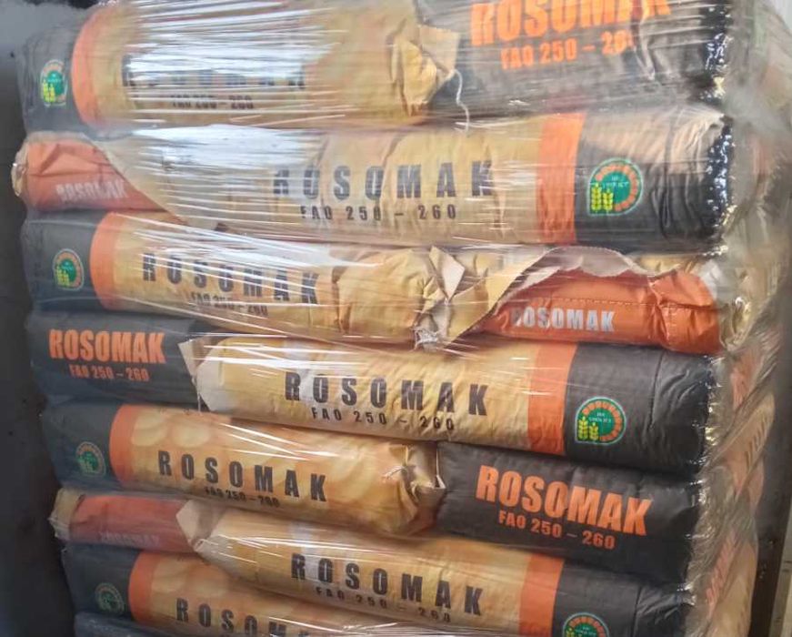 Materiał siewny kukurydza Hulk Rosomak Danubio 80 tys nasion