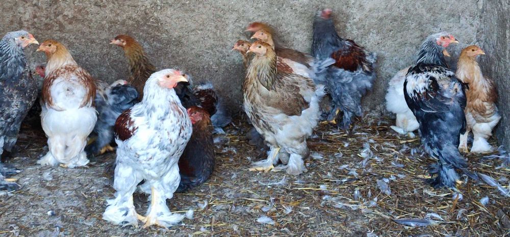 Brahmas frangos