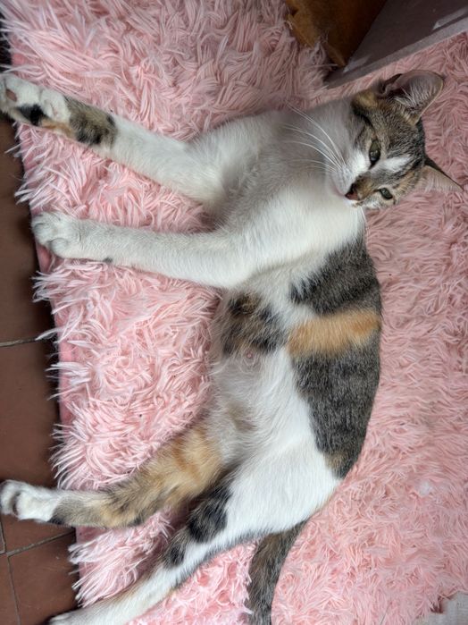 Віддаємо котиків в добрі руки