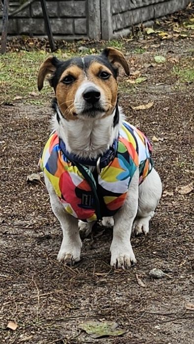 Джек Рассел терьер для вязки