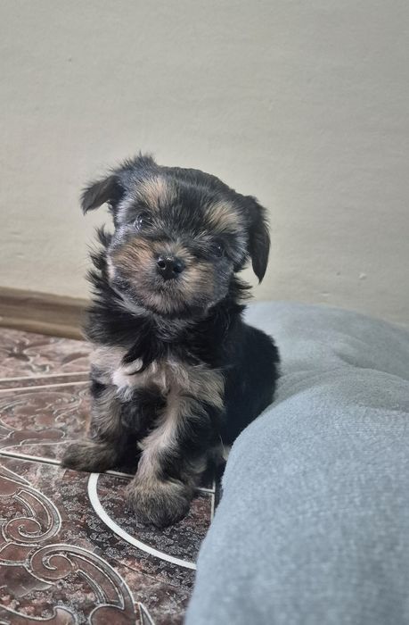 Yorkshire terrier
