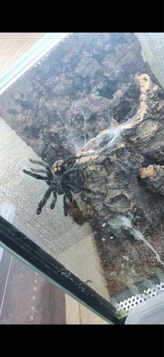 Pajak Ptasznik Psalmopeus Irminia SAMICA