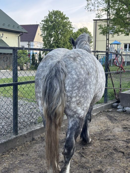 Sprzedam konie zimnokrwsite