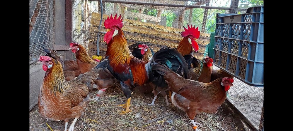 Ovos galados galinhas leghorn Isabela e brown