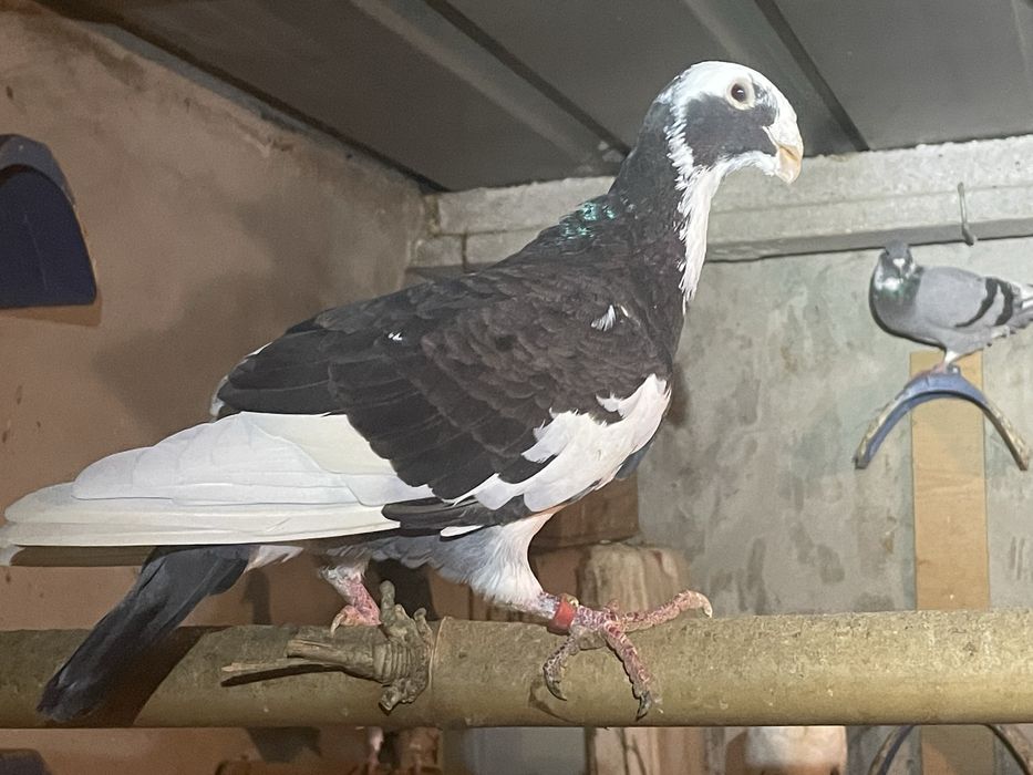 Pombo macho beleza alemao