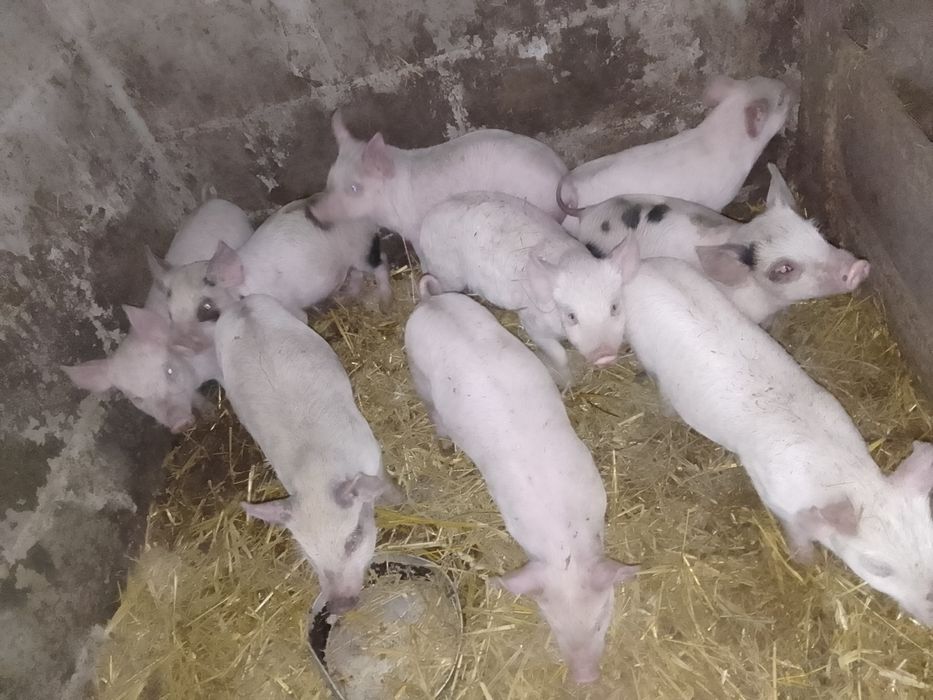 Продам поросята!