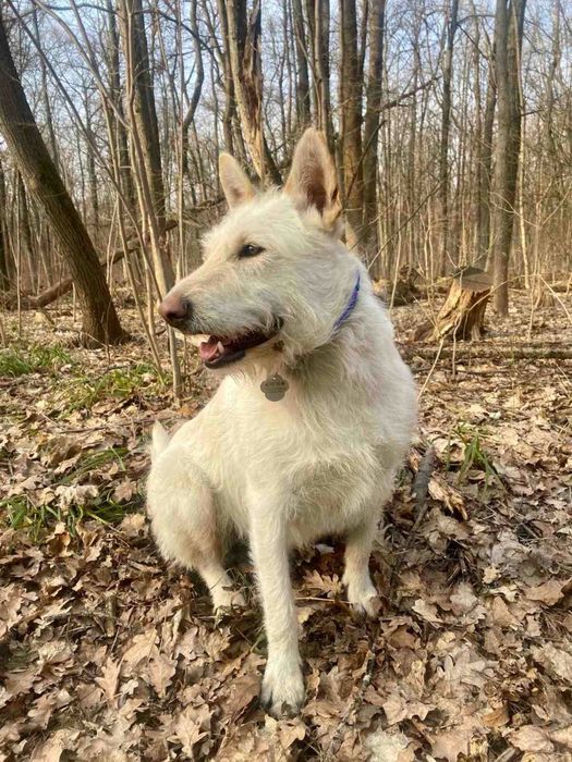 Шукає дім хлопчик білого кольору