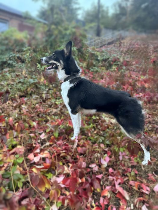 Метис бордер колли девочка Мэй ищет семью