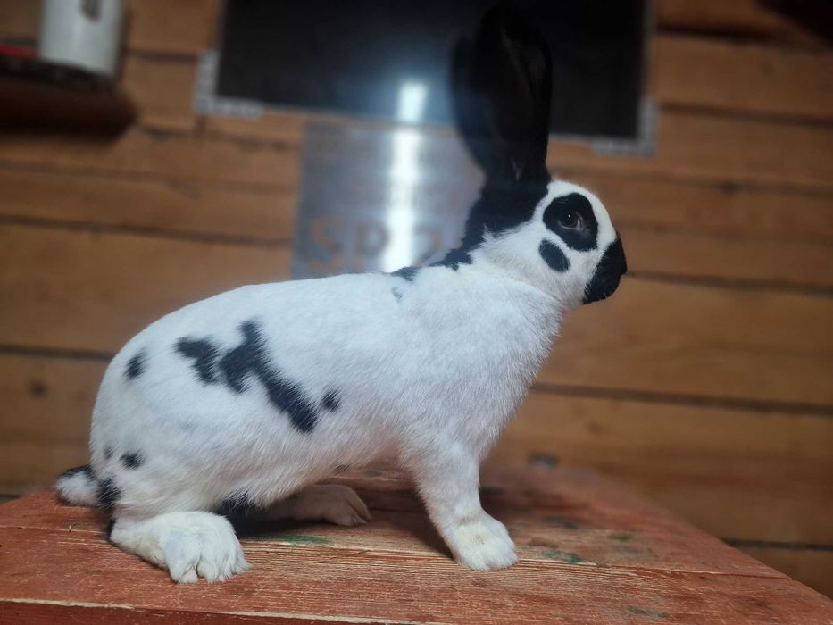 królik olbrzym srokacz osc samiec 1.0 rodowód