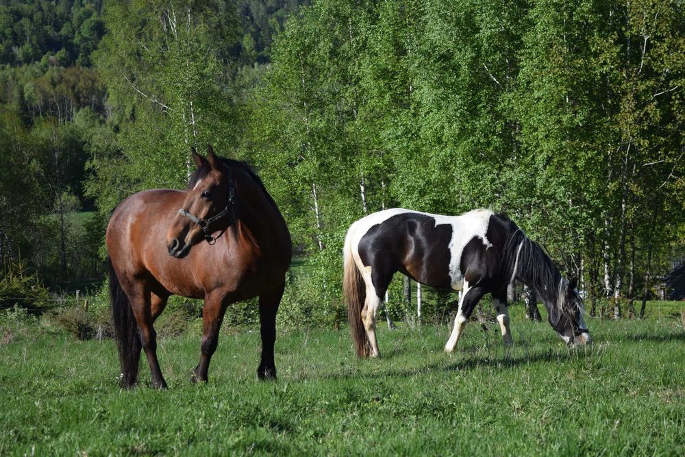 Agroturystyka i konie w Bieszczadach Wysokich.
