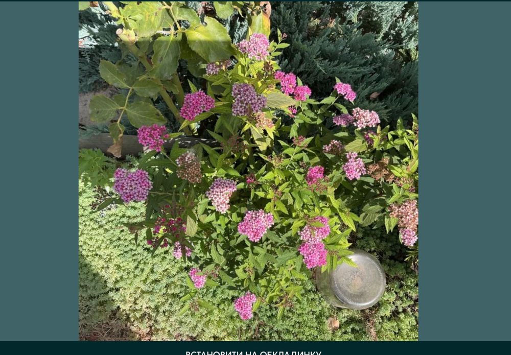 Розы,— Шакира, Свитнес , Овсяница голубая, спирея