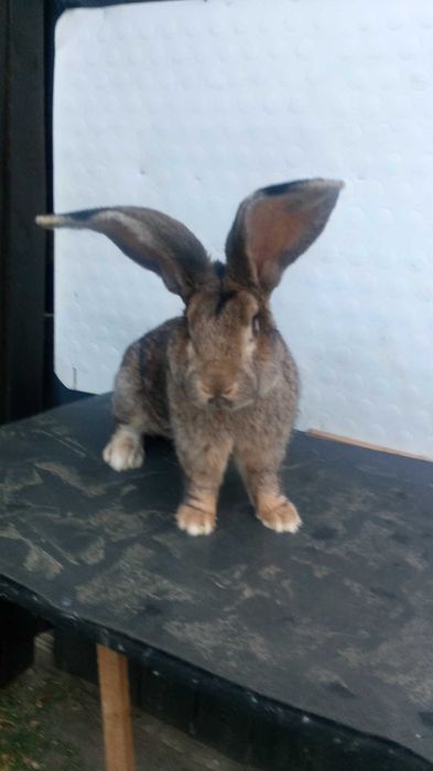 KROLIKI Belgijskie Sprzedam